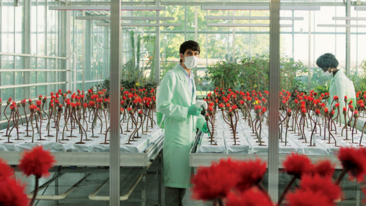 KWIAT SZCZĘŚCIA - kadr 1