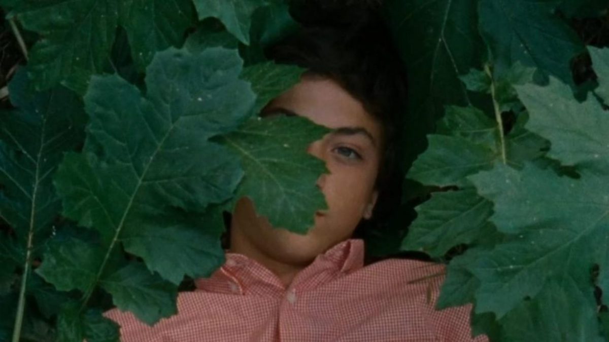 Zbliżenie na twarz młodego chłopaka zasłanięta częściowo dużymi liściami.