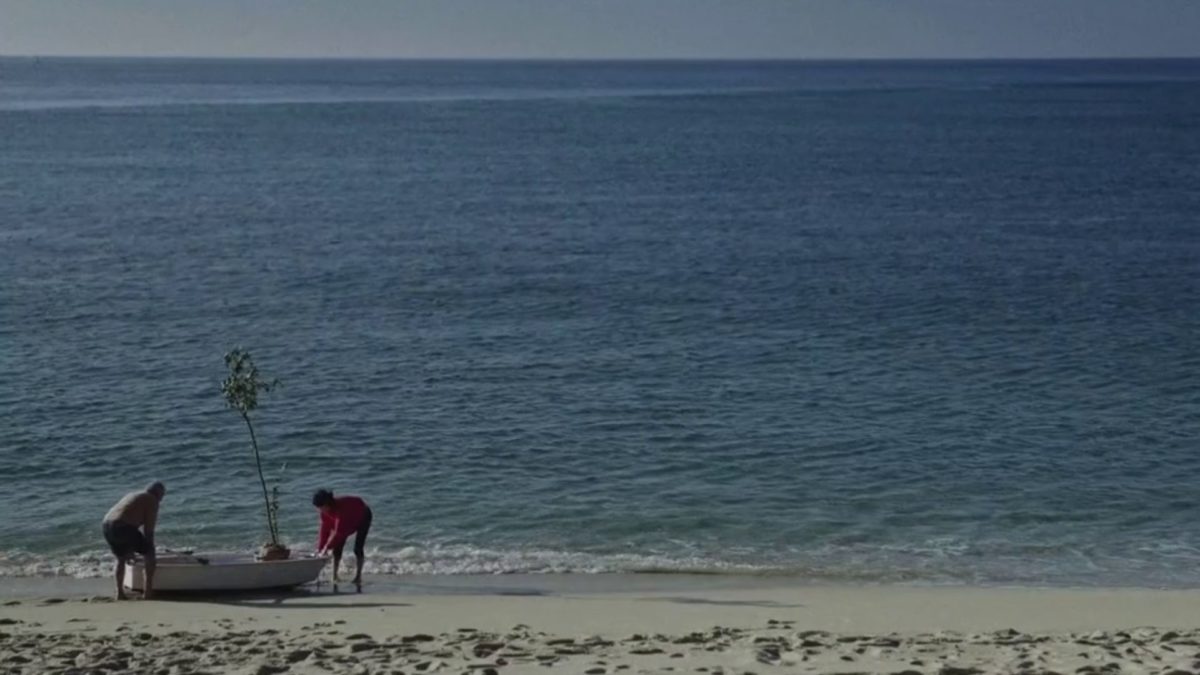 Metamorfoza ptaków - kadr 3