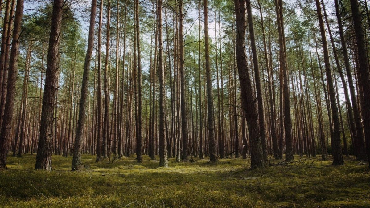 Mit Hitlera - kadr 1