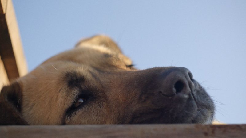 Stambuł bez smyczy - okładka