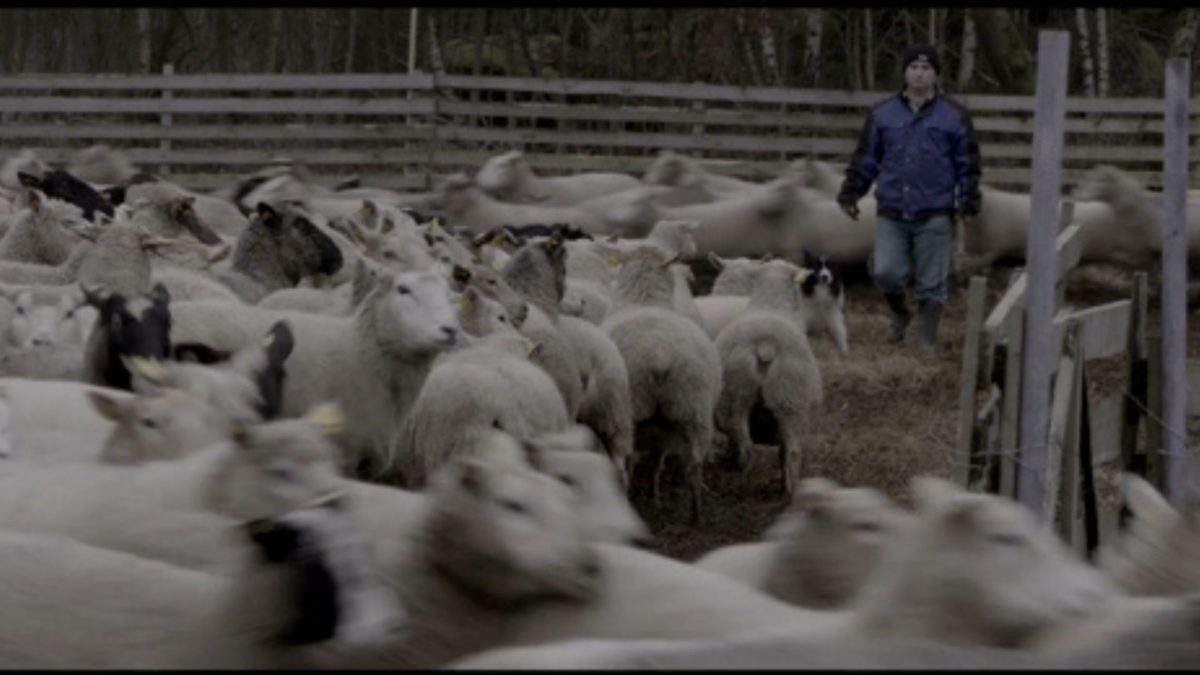 Wilki u bram - kadr 2