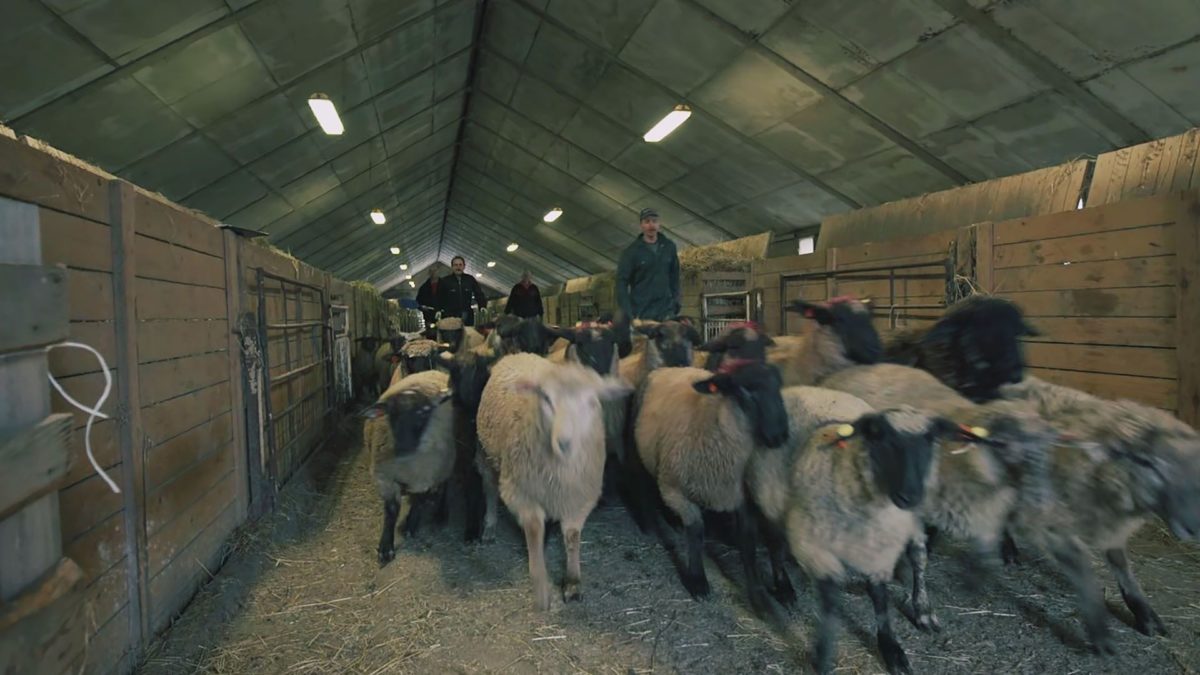 Wilki u bram - kadr 1