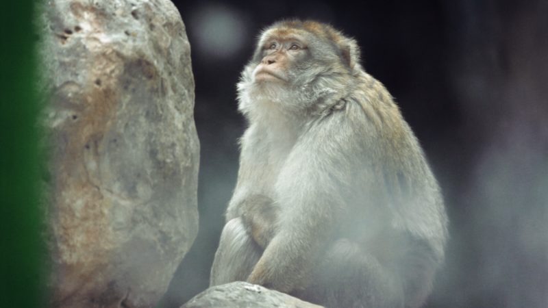 Spotlight: Kino Rebelde - okładka