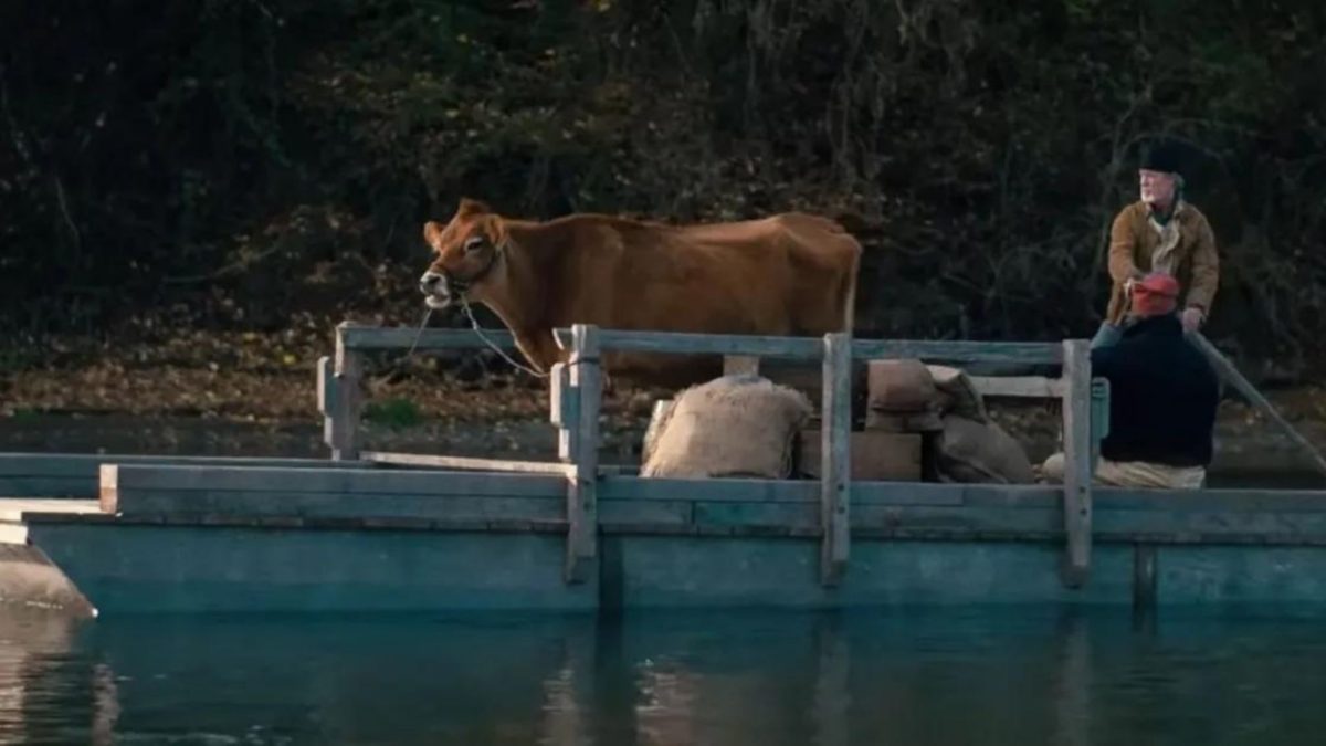 Pierwsza krowa - zdjęcie 2