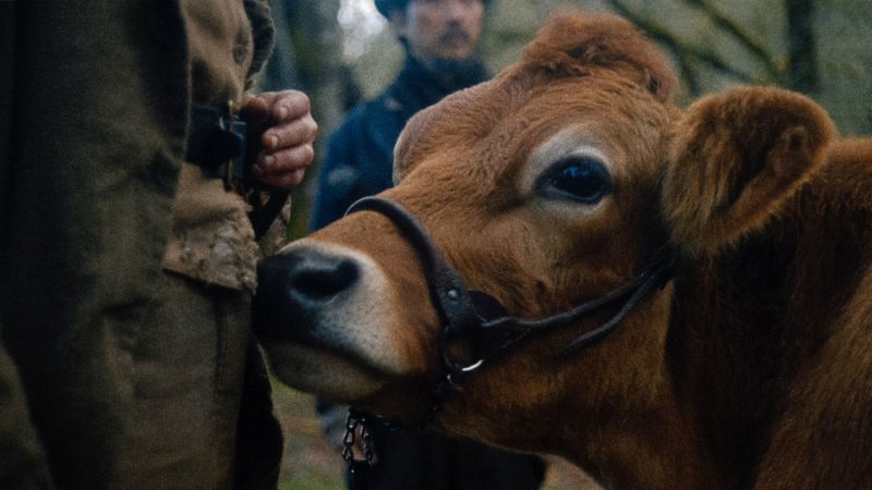 Pierwsza krowa - okładka