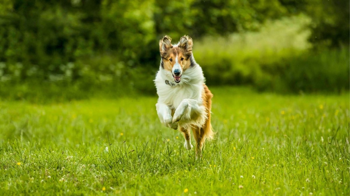 Lassie, wróć! - kadr 2