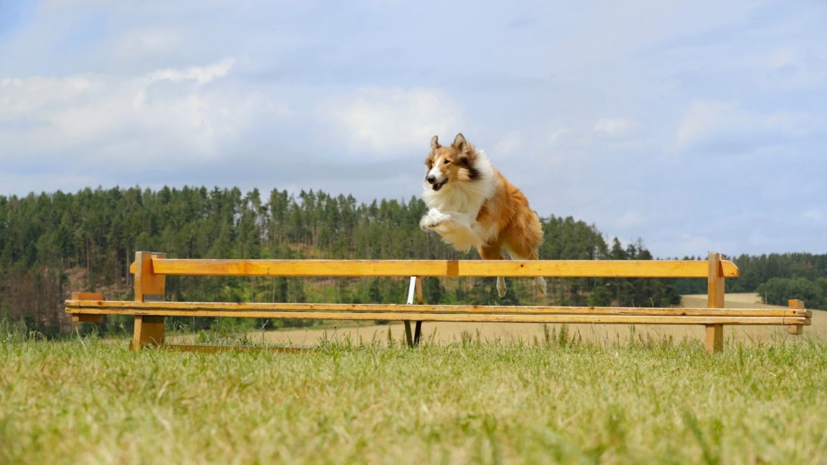 Lassie, wróć! - kadr 1