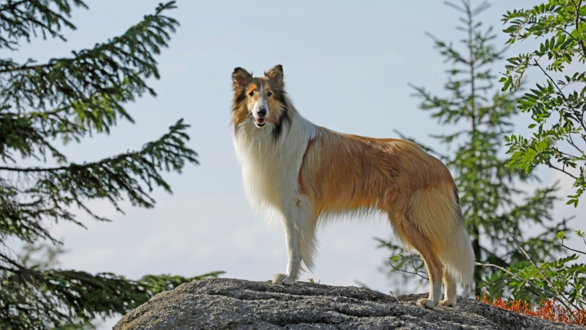 Lassie, wróć! - kadr 3