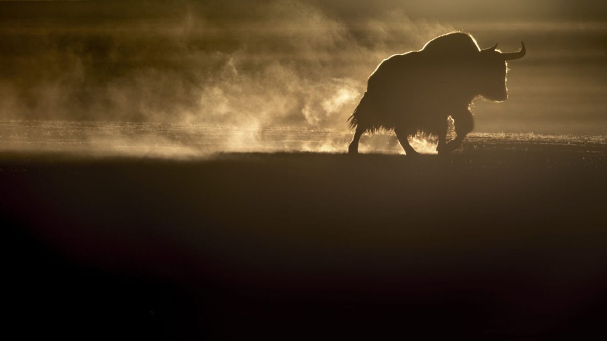 Duch Śniegów - kadr 3