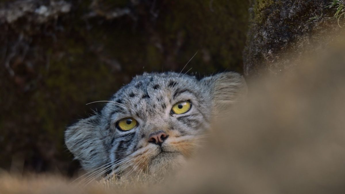 Duch Śniegów - kadr 3