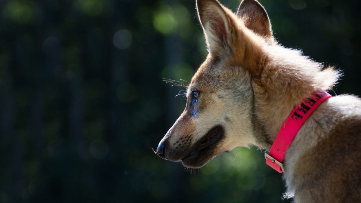 Wiki i jej sekret - kadr 3