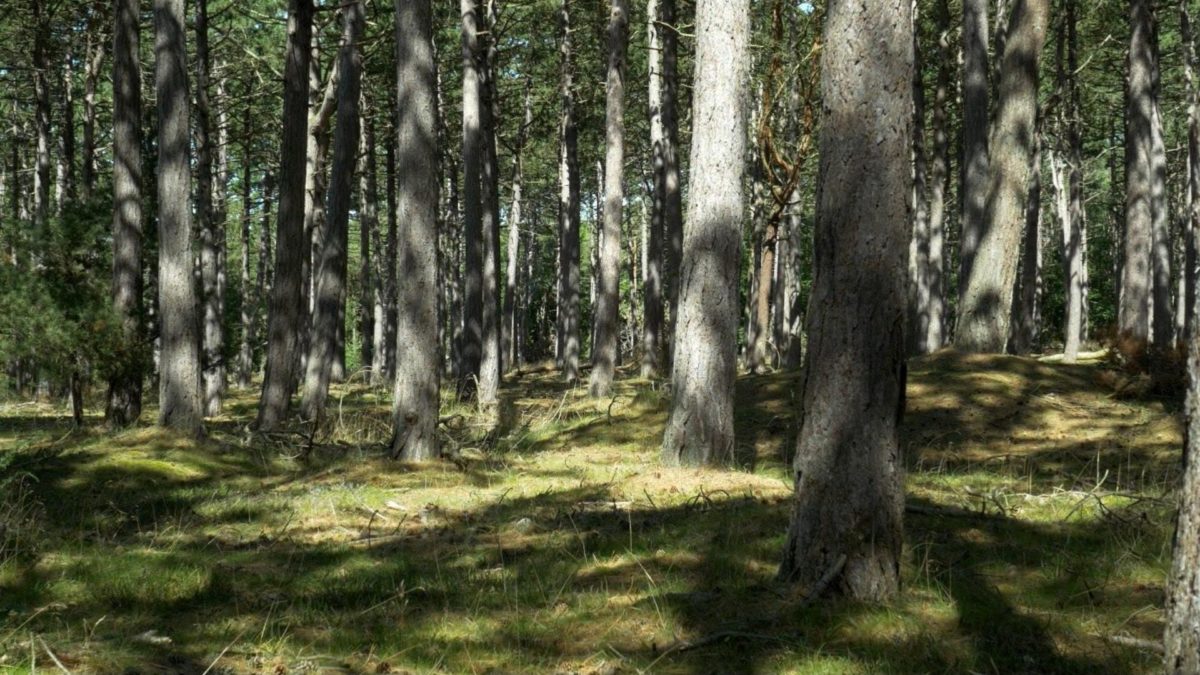 Strategia dla Ziemi - kadr 3