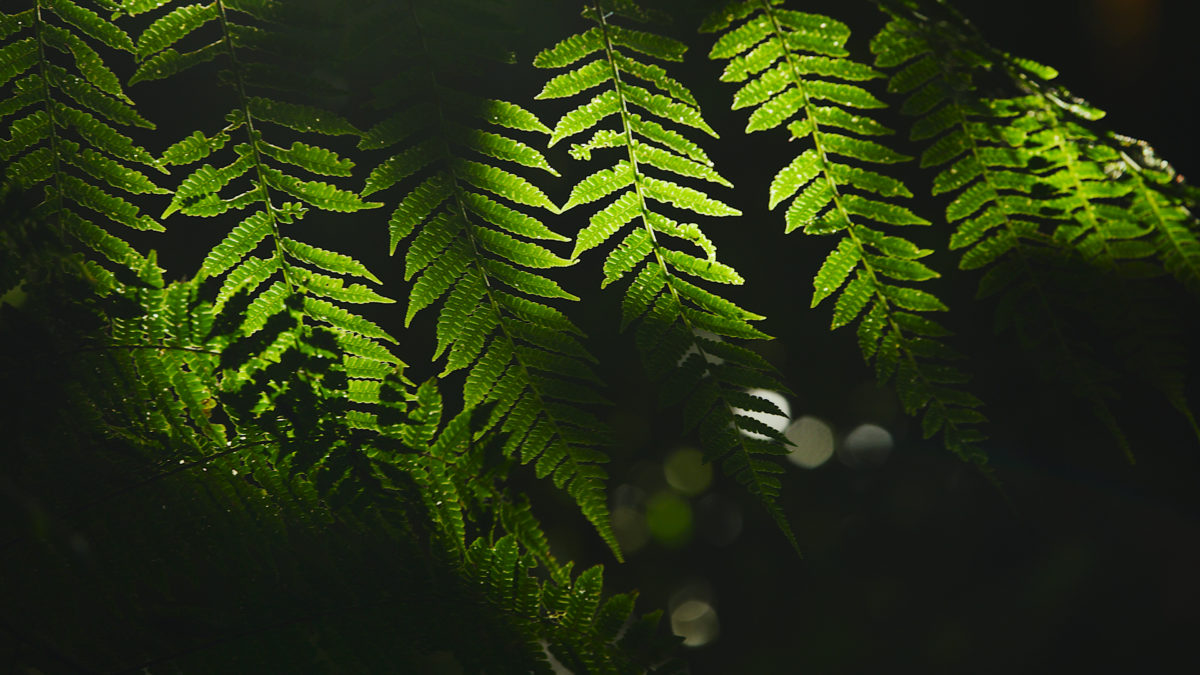 Wymyślić świat na nowo - kadr 1