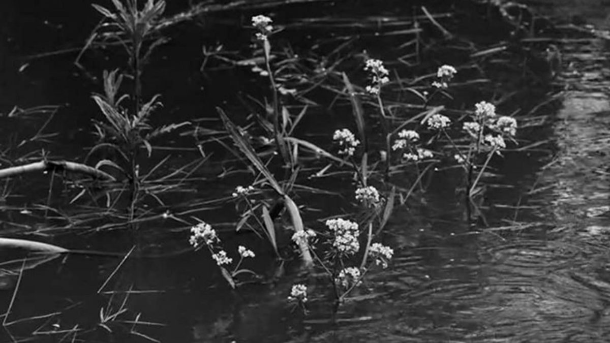 Fokus na Rumunię: Pragnienie przynależności - kadr 1