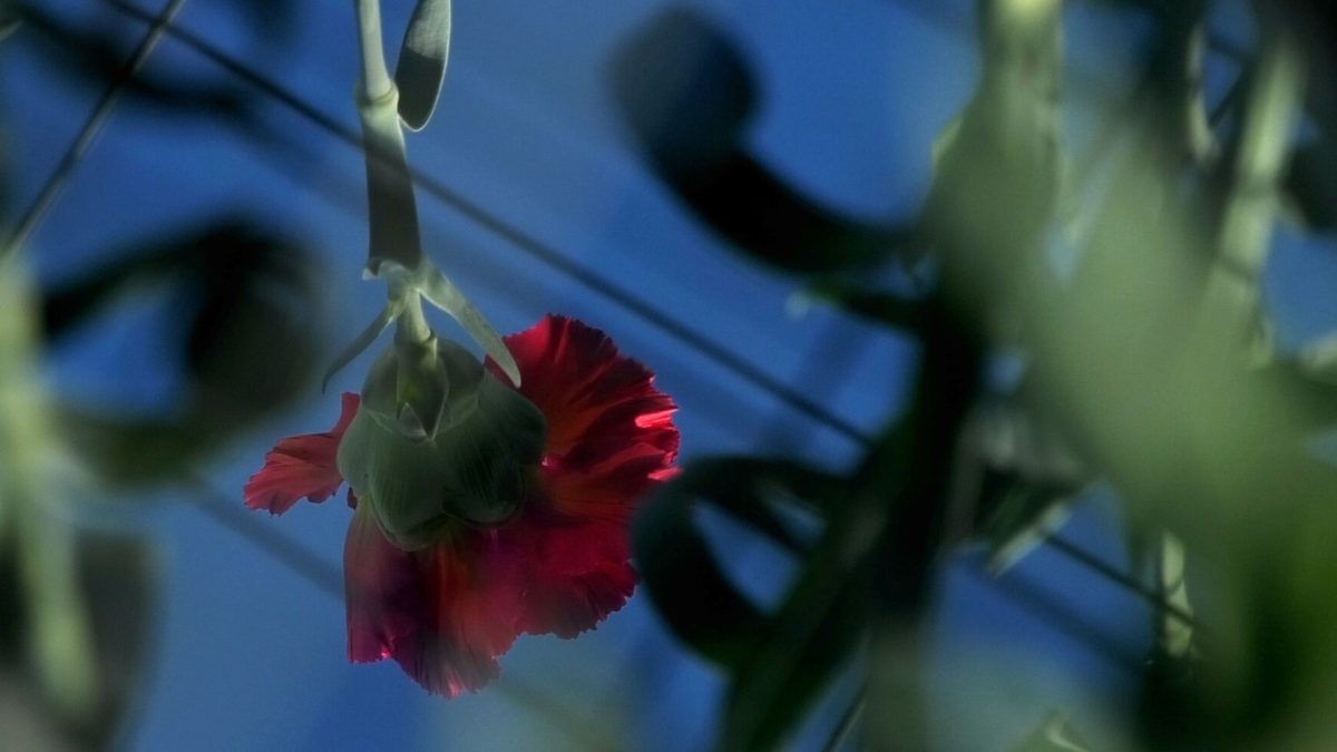 Focus on Talent: Królewska Akademia Sztuk Pięknych KASK - kadr 3