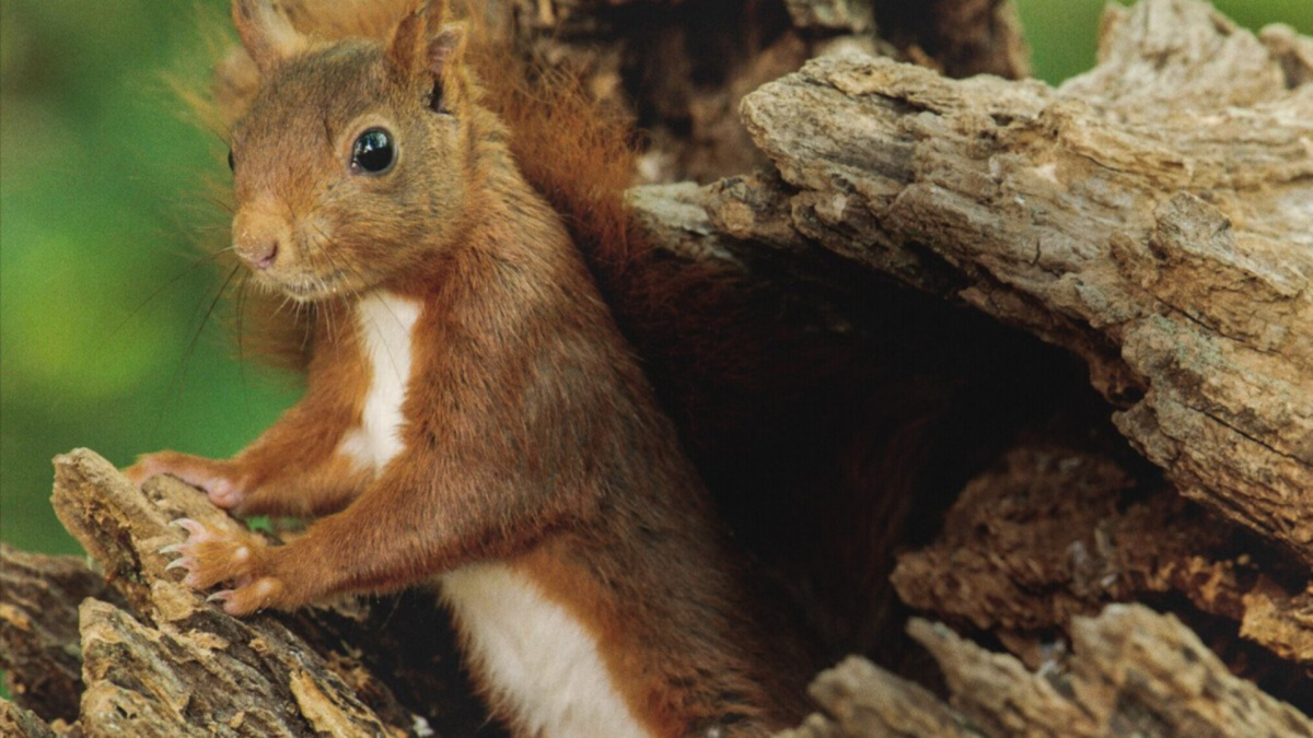 Serce dębu - zdjęcie 2