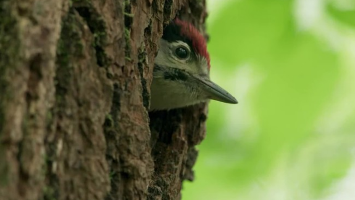 Serce dębu - zdjęcie 3