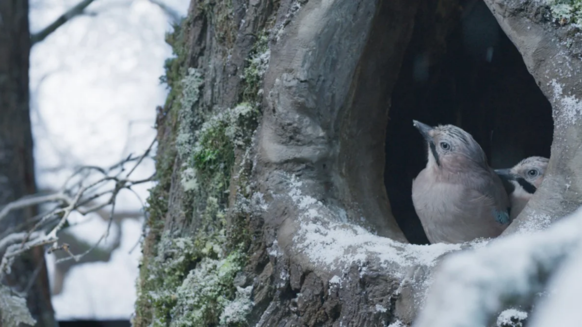 Serce dębu - zdjęcie 1