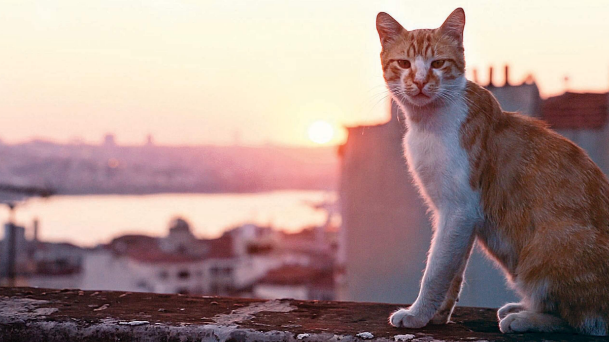 Lato z feel good movies vol. 4 - zdjęcie 3