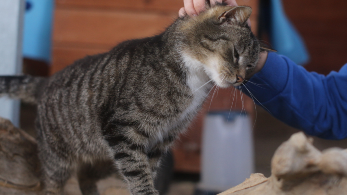 KEDI - SEKRETNE ŻYCIE KOTÓW - kadr 1