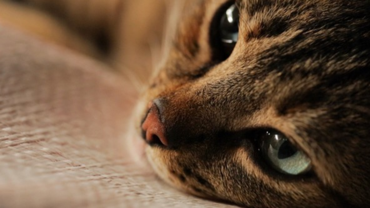 KEDI - SEKRETNE ŻYCIE KOTÓW - kadr 1