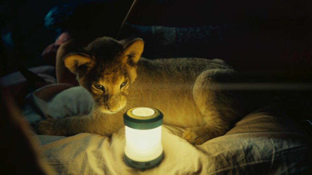 King: Mój przyjaciel lew - kadr 1