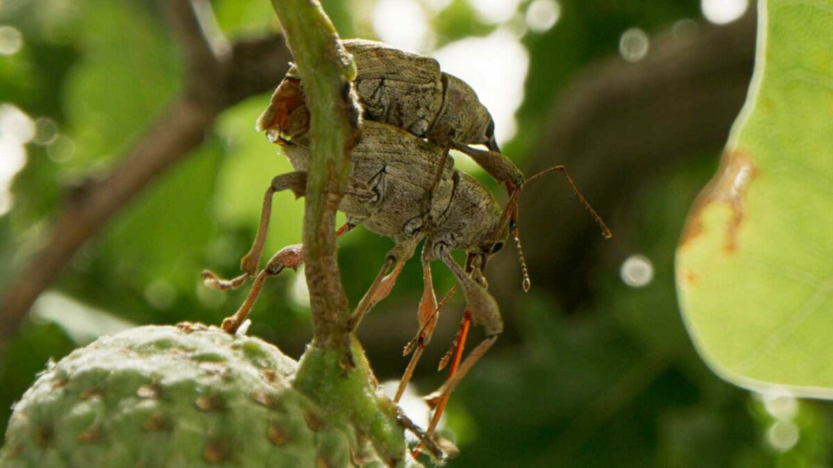 Serce dębu | seans przyjazny sensorycznie - kadr 1