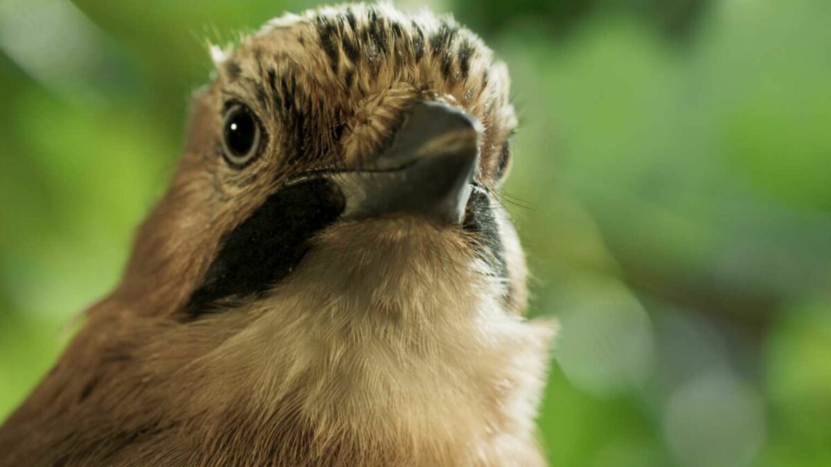 Serce dębu | seans przyjazny sensorycznie - kadr 3