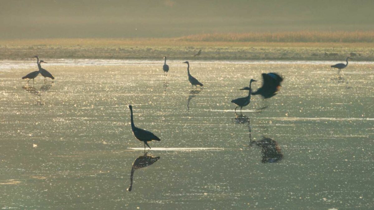 Serce dębu | seans przyjazny sensorycznie - kadr 2