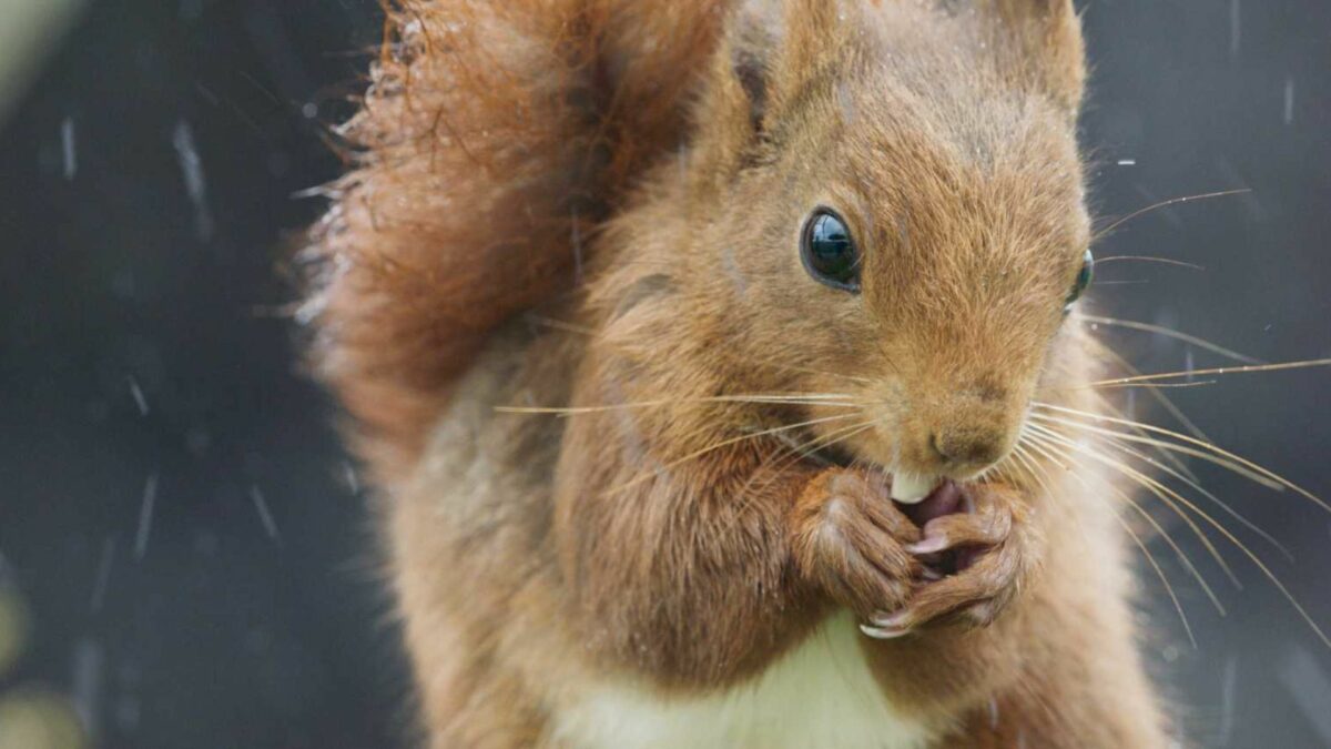 Serce dębu | seans przyjazny sensorycznie - kadr 3