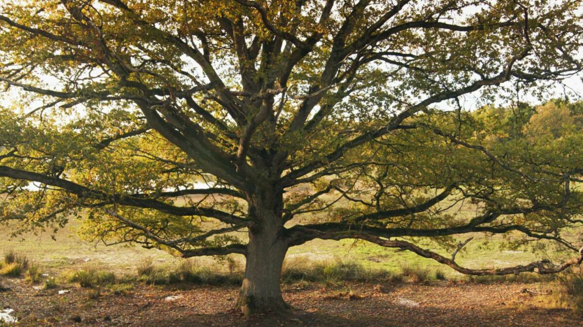 Serce dębu | seans przyjazny sensorycznie - kadr 3