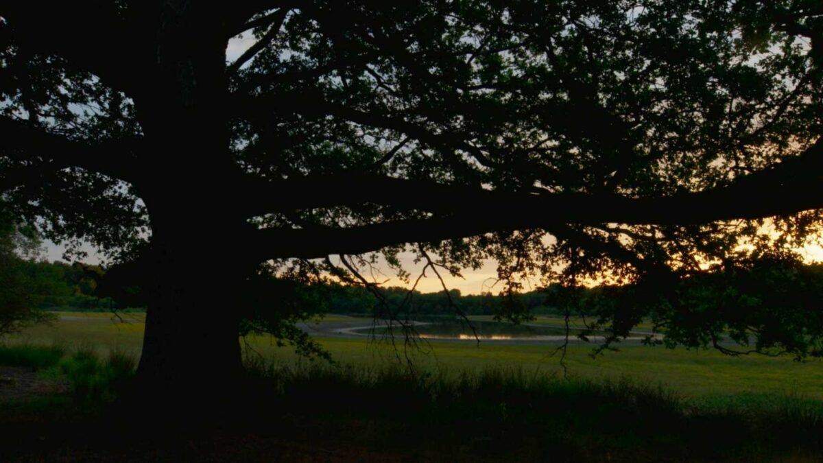 Serce dębu | seans przyjazny sensorycznie - kadr 1