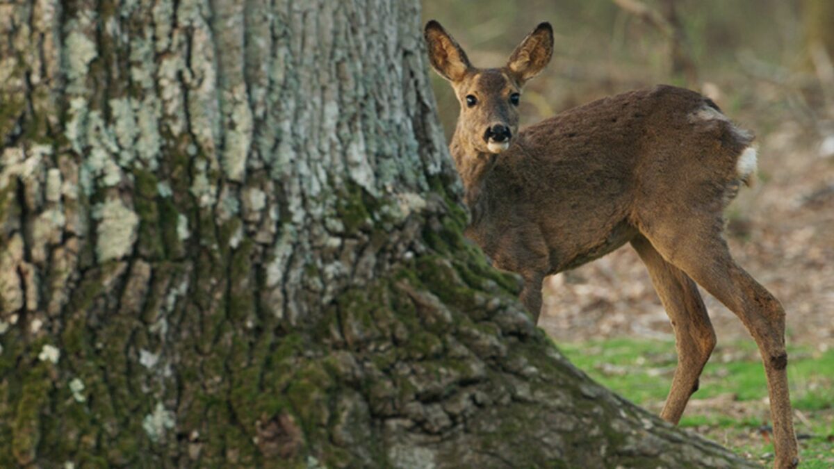 Serce dębu | seans przyjazny sensorycznie - kadr 2