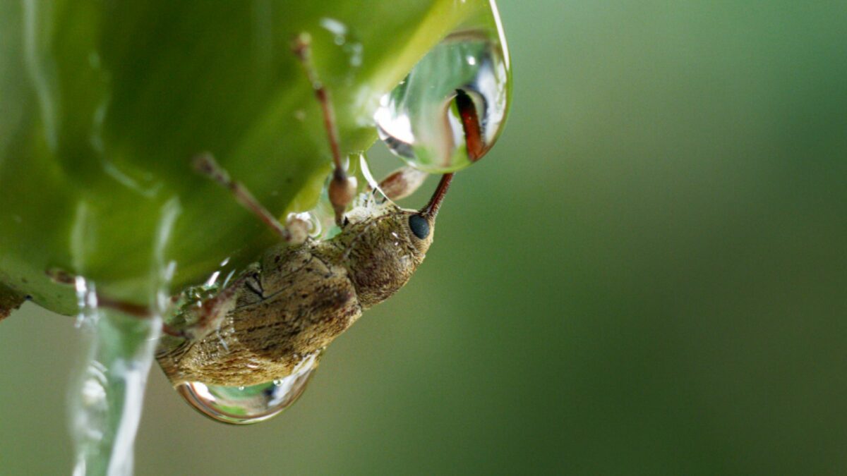 Serce dębu | seans przyjazny sensorycznie - kadr 1