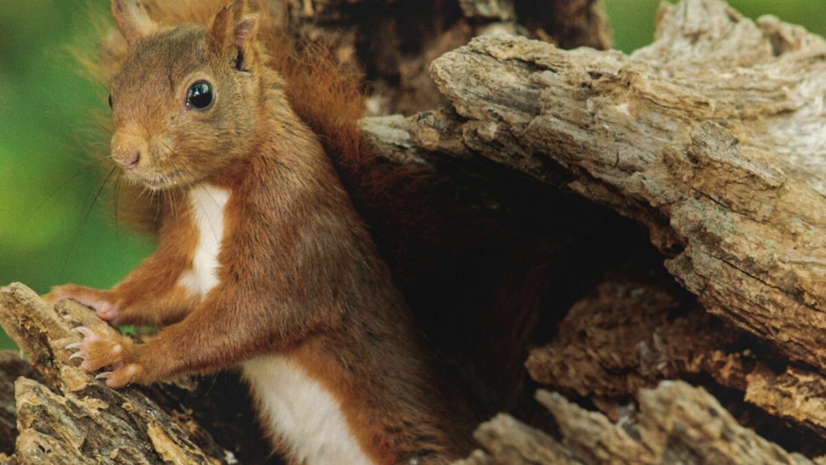 Serce dębu | seans przyjazny sensorycznie - kadr 1