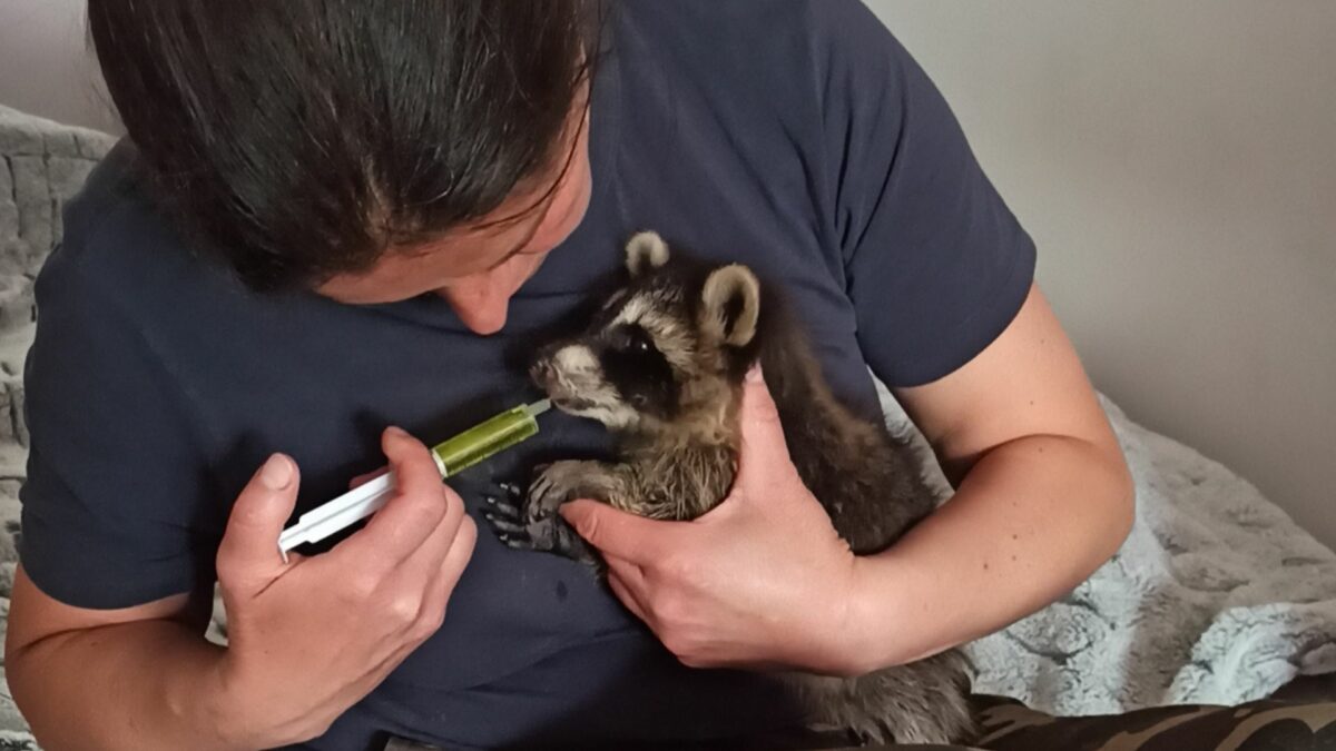 'Nieumarłe. Na ratunek lwom, tygrysom i innym czworonożnym przyjaciołom' - Ewa Zgrabczyńska - zdjęcie 1