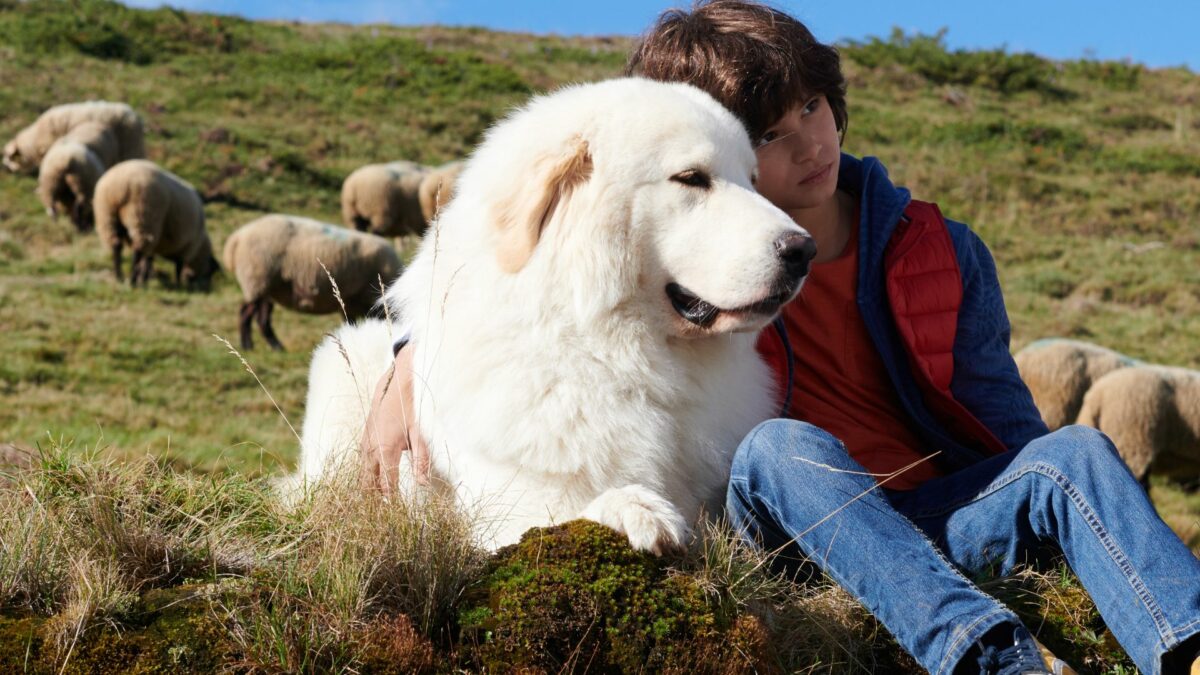 Bella i Sebastian: Nowe Pokolenie - kadr 2
