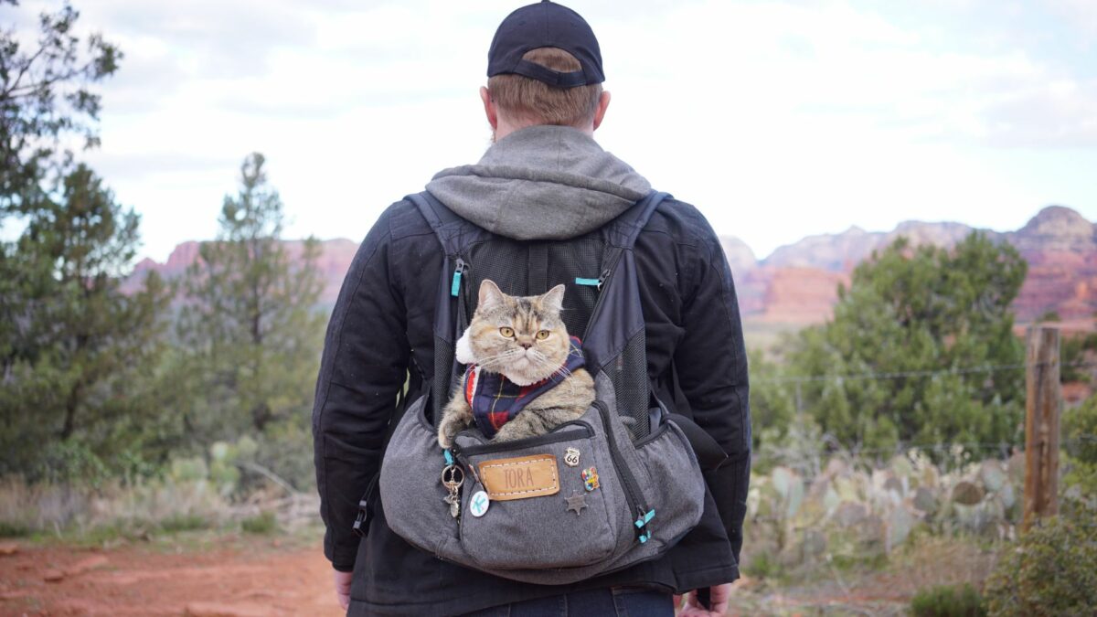 Kociarze - zdjęcie 2