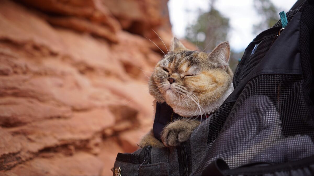 Kociarze - zdjęcie 1