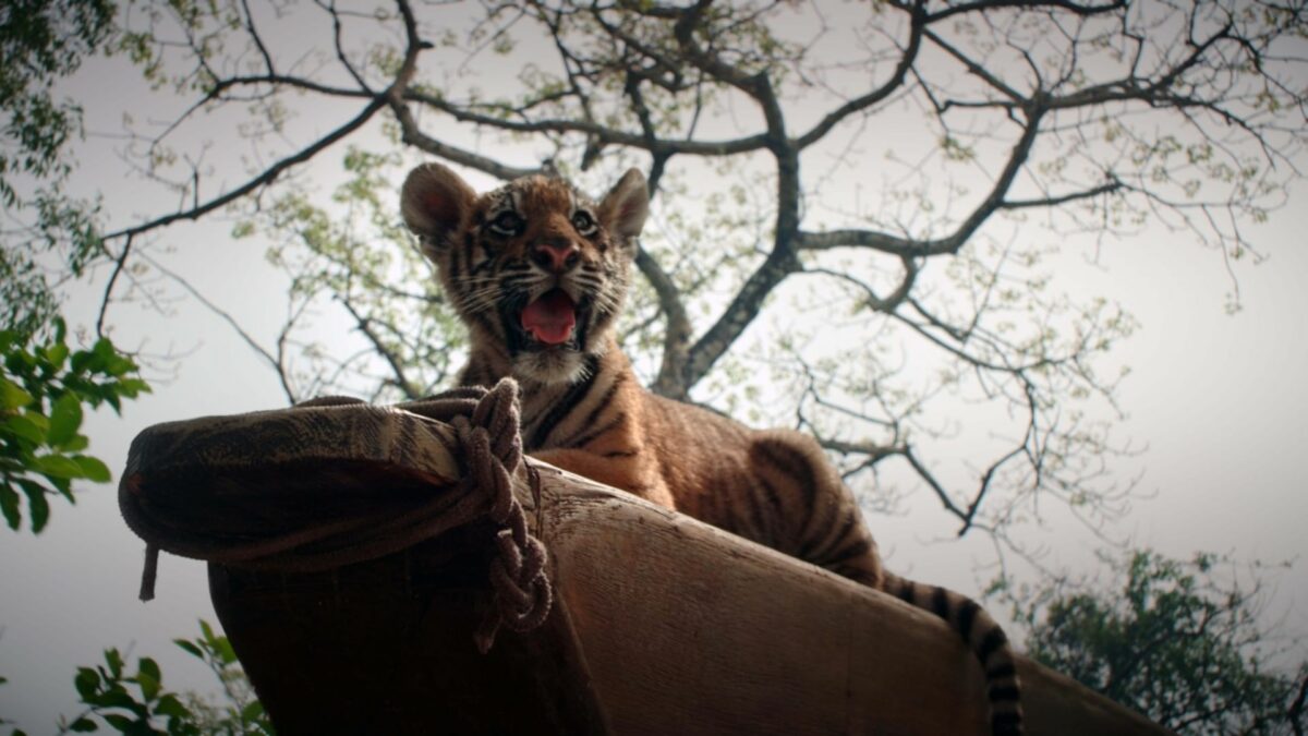 Pimi z Krainy Tygrysów - kadr 3