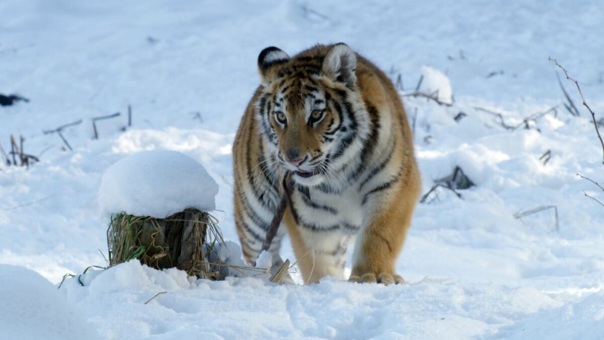 Pimi z Krainy Tygrysów - kadr 1