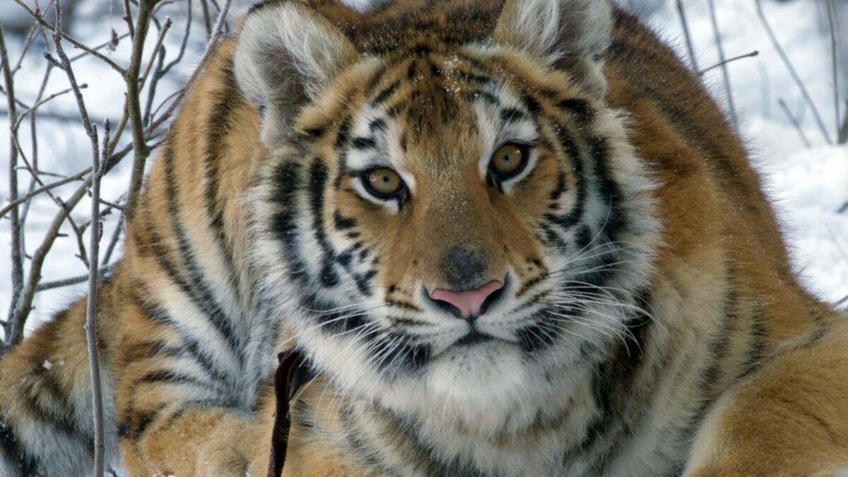 Pimi z Krainy Tygrysów - kadr 2