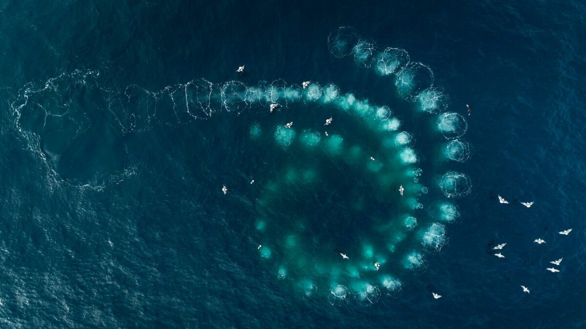 Widok na ocean i fale po których zostawiają wieloryby.