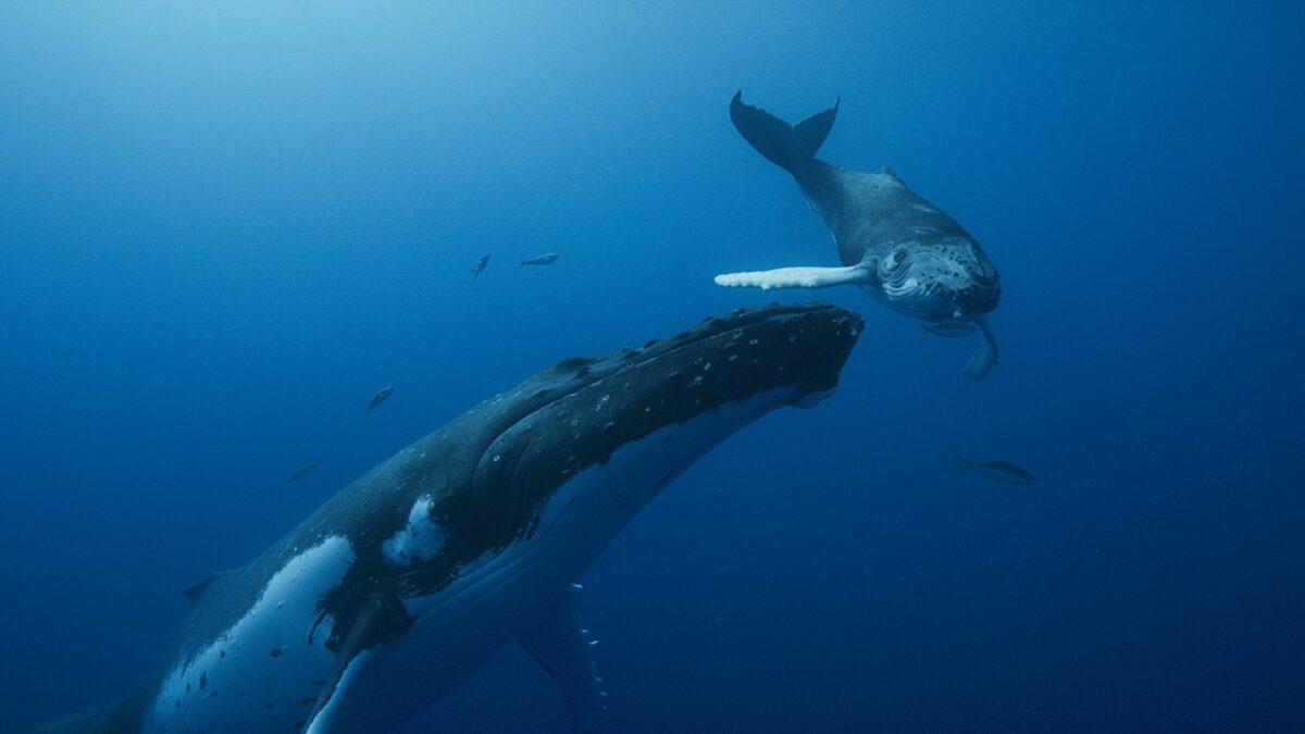Dwa wieloryby w głębi oceanu.