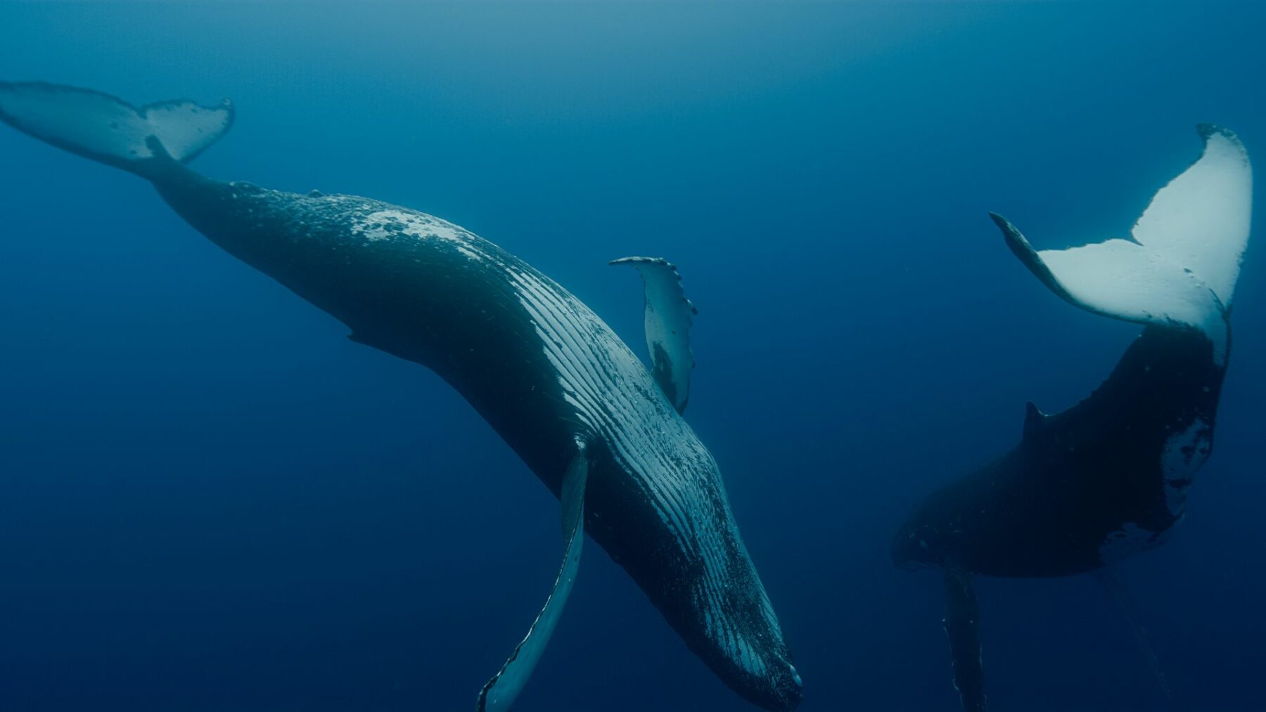 Pieśni wielorybów - okładka