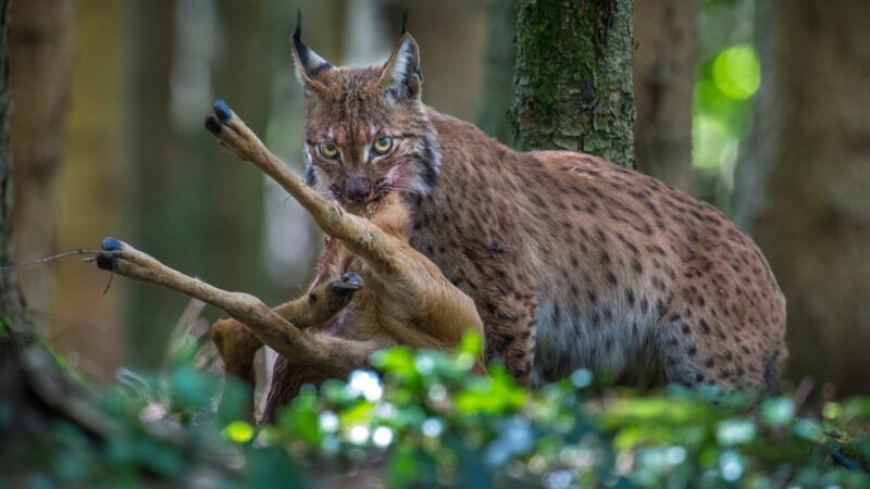 Ryś z upolowaną zdobyczą w pysku.