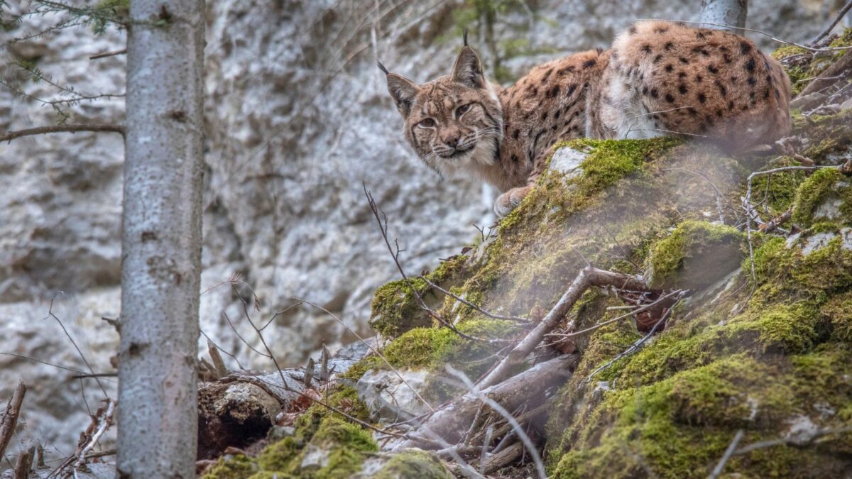 Ryś spacerujący po skalistym urwisku.