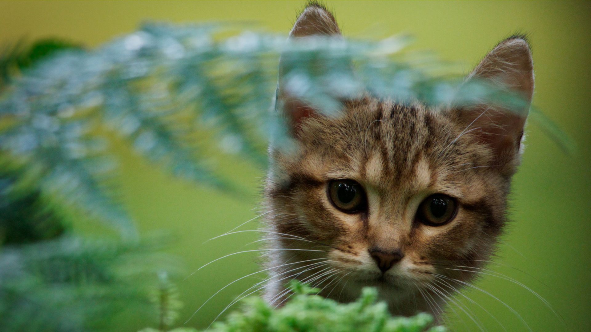 Kot skrywający się za roślinnością w lesie.
