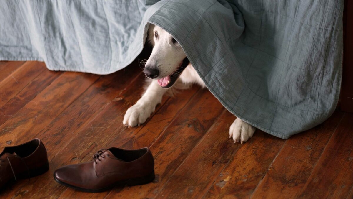 Pies chowający się pod kocem, przed nim but pana.